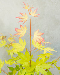 inspiratie-4