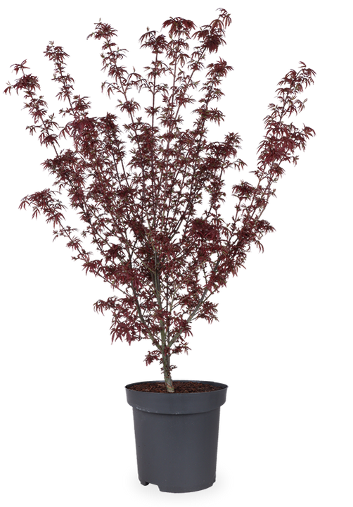 Acer palmatum (Japanse esdoorn) (XL)