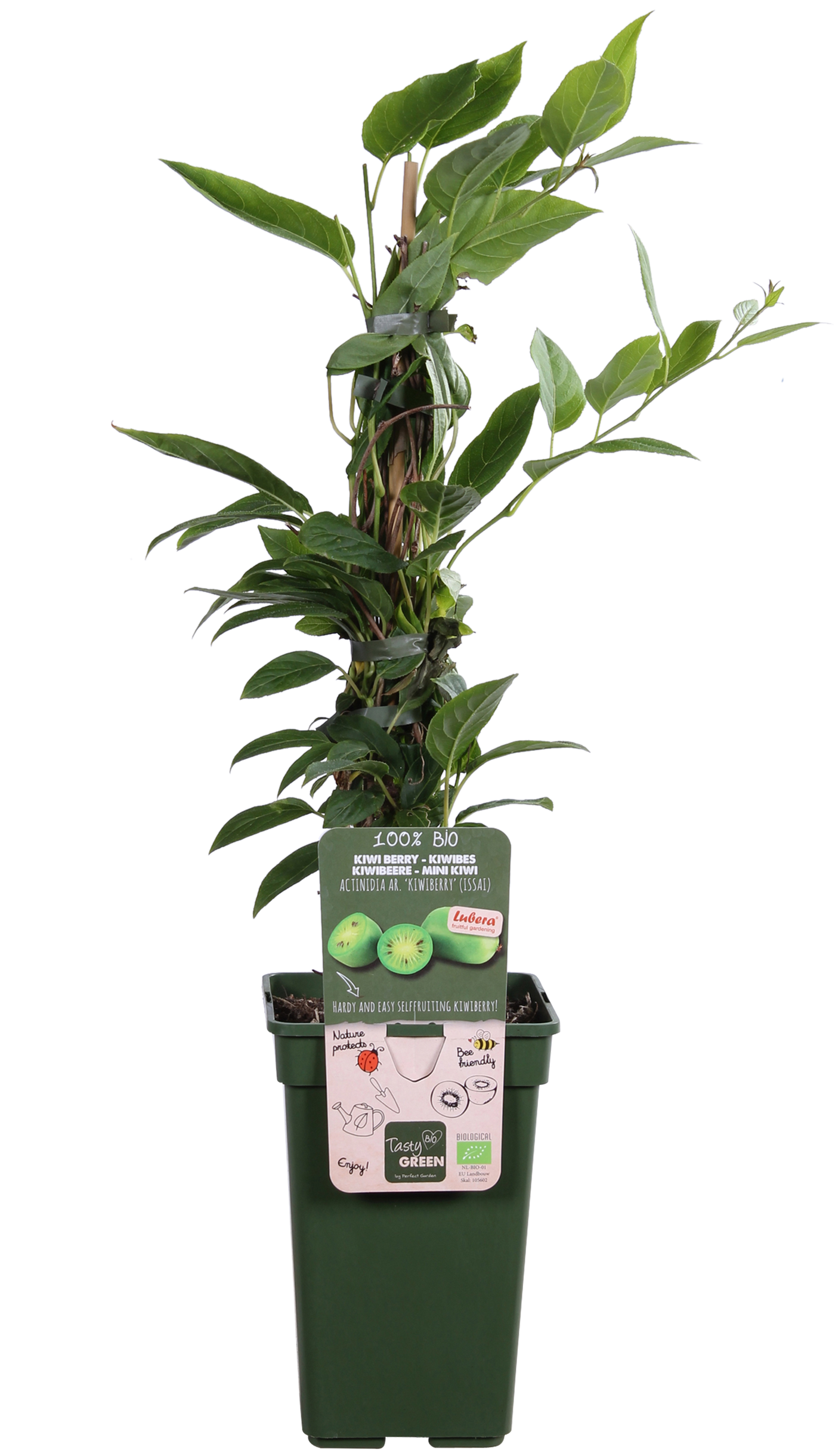 Kiwibes (Actinidia issai) (M)