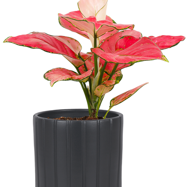 aglaonema pink star Aglaonema pink star kopen? | Pip
