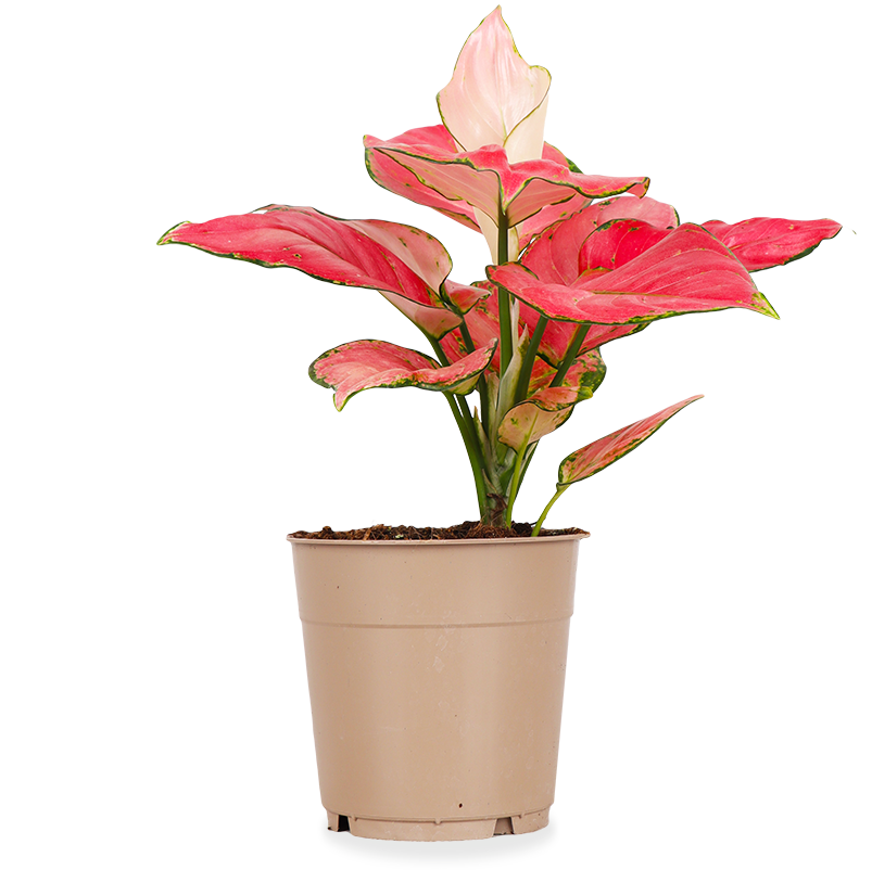 Aglaonema pink star (S)