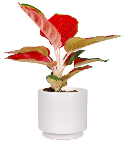 Aglaonema red star (S)