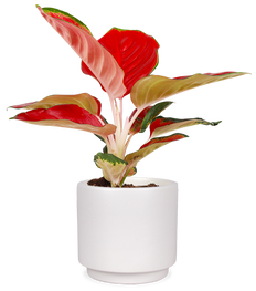 Aglaonema red star (S)