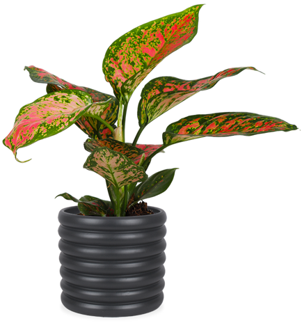 Aglaonema spotted star (S)