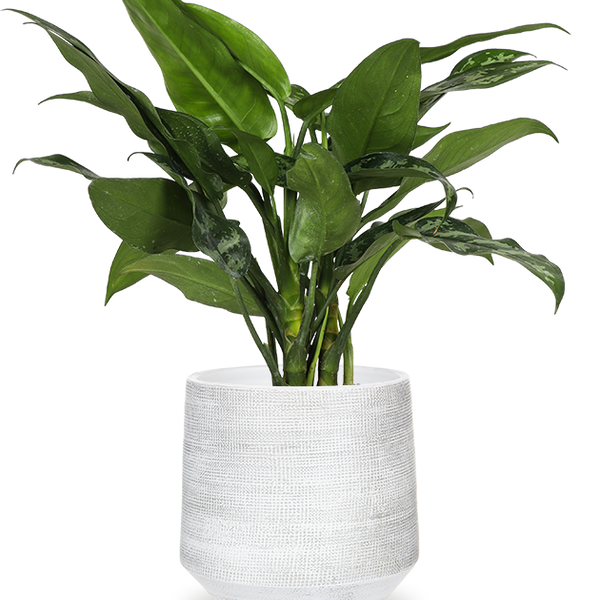 aglaonema maria verzorging Aglaonema maria (Chinese Evergreen) kopen