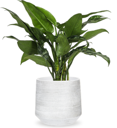 Aglaonema maria (Chinese Evergreen)