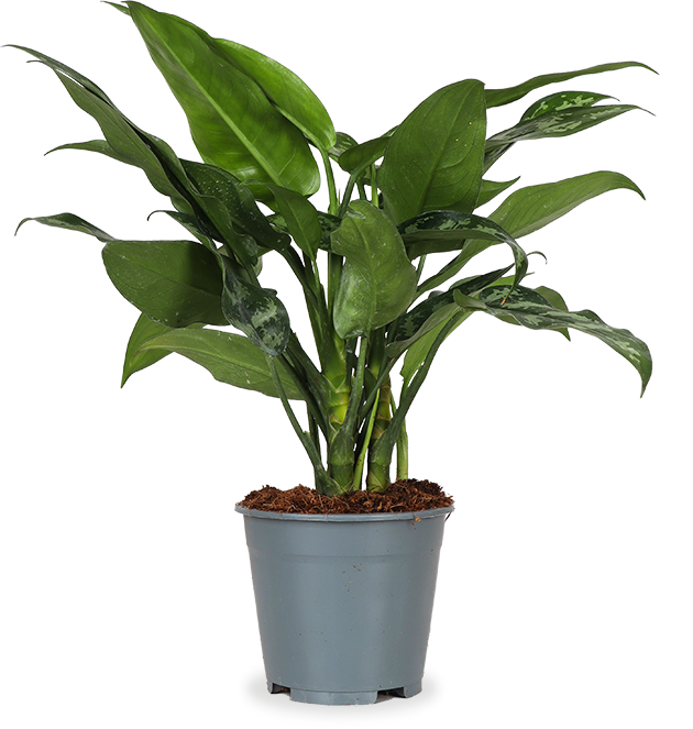 Aglaonema maria (Chinese Evergreen)