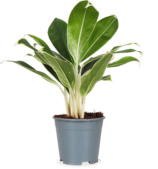 Aglaonema white lime (Chinese Evergreen)