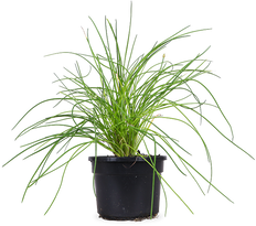 Bieslook (Allium schoenoprasum)