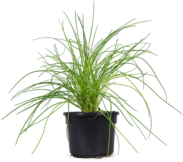 gnat spray for plants Yellow Sticky Traps for Plants - Gnat Killer 30/60 Pack