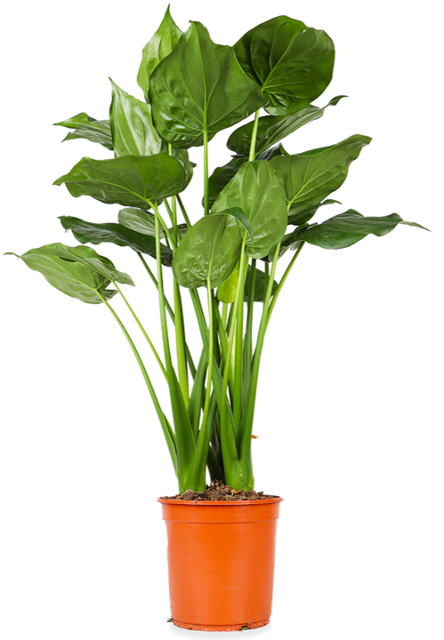 Alocasia cucullata (Olifantsoor) (L)