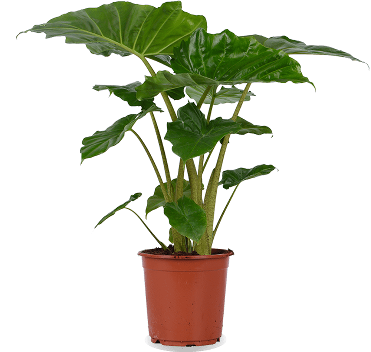 Alocasia portadora (Olifantsoor) (M)