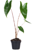 Alocasia zebrina (Olifantsoor) (XS)