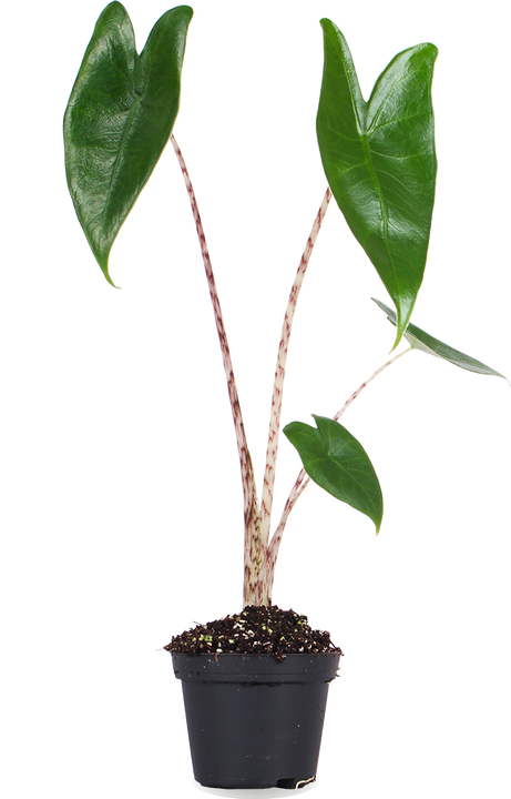 Alocasia zebrina (Olifantsoor) (XS)