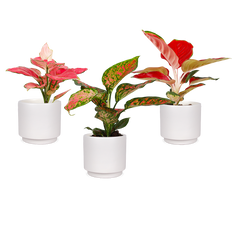 Amazing Aglaonema's