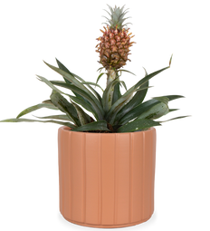 Ananas comosus "mi amigo" (Ananasplant) (S)