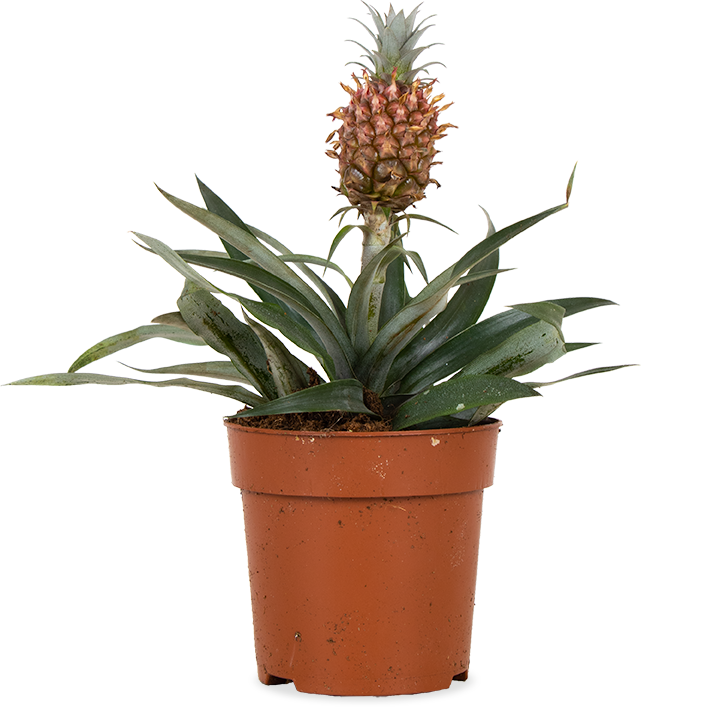 Ananas comosus "mi amigo" (Ananasplant) (S)