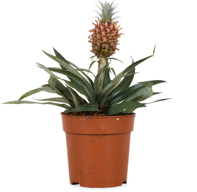 Ananas comosus 