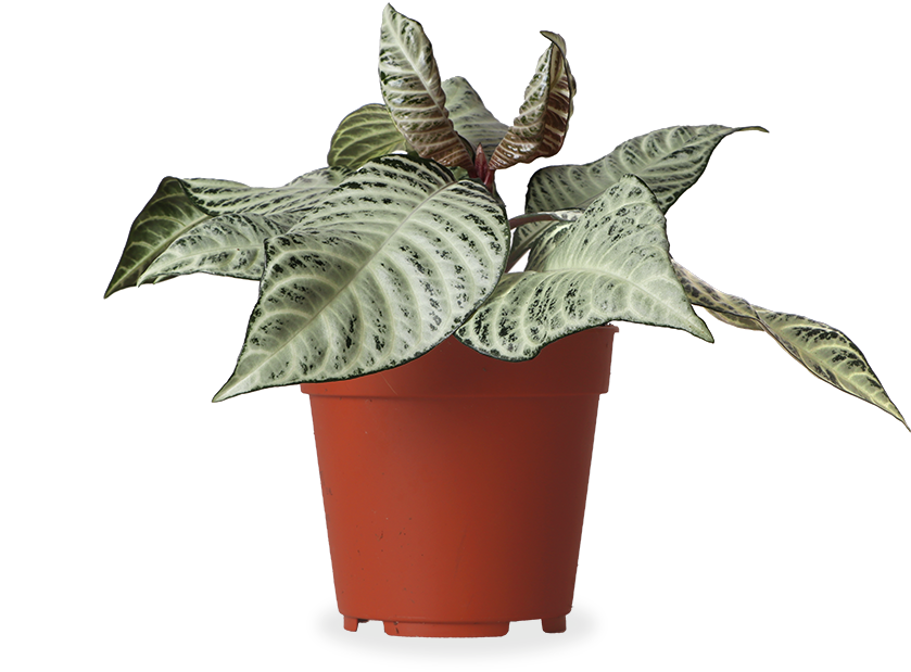 Aphelandra White Wash (Zebraplant)