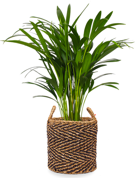 areca palm bruine punten Areca palm (Goudpalm) kopen