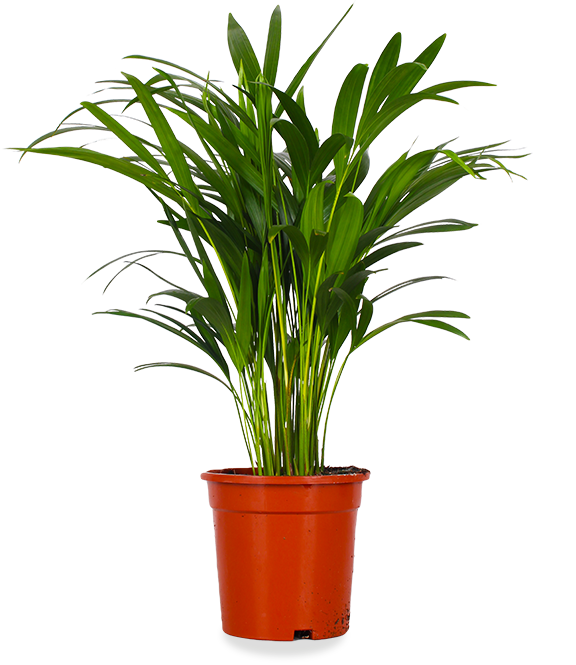 areca palm droge bladeren Areca palm (Goudpalm) kopen