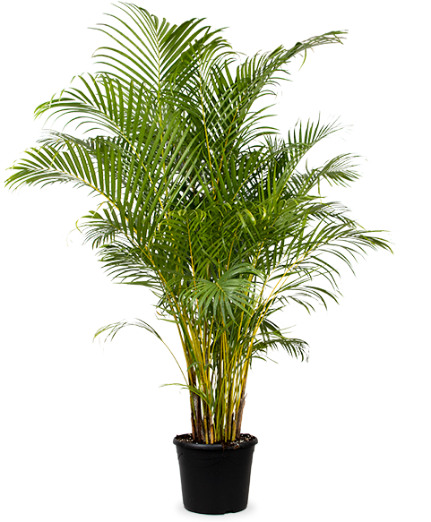 Areca palm (Goudpalm) (XL)