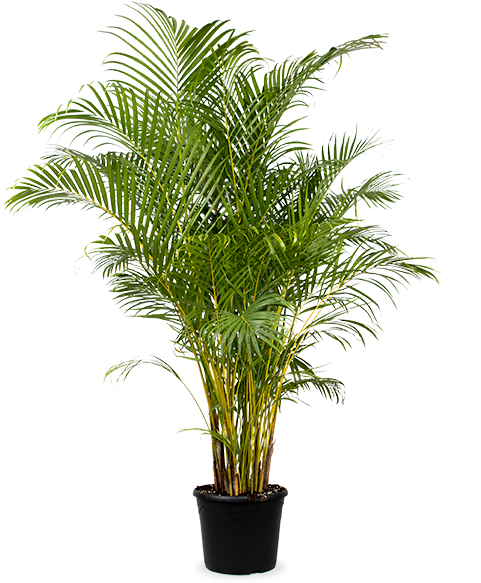 areca palm droge bladeren Areca palm (Goudpalm) kopen