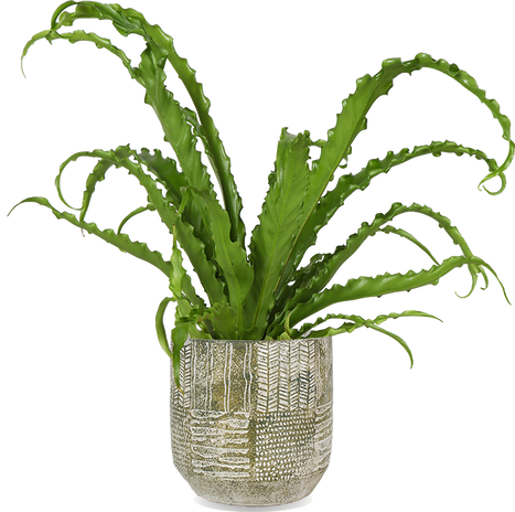 Asplenium Osaka (Nestvaren) (S)