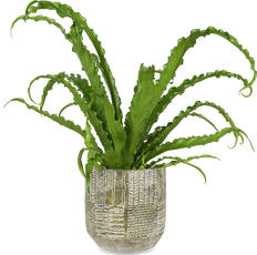 Asplenium Osaka (Nestvaren) (S)