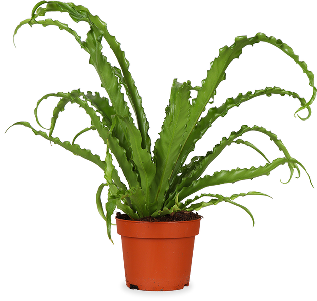 Asplenium Osaka (Nestvaren) (S)