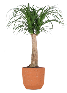 Beaucarnea (Olifantenpoot) (M)