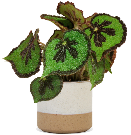 Begonia masoniana (IJzeren kruisbegonia) (S)