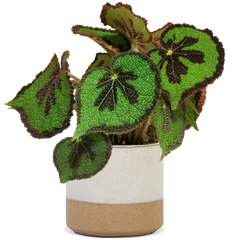 Begonia masoniana (IJzeren kruisbegonia) (S)