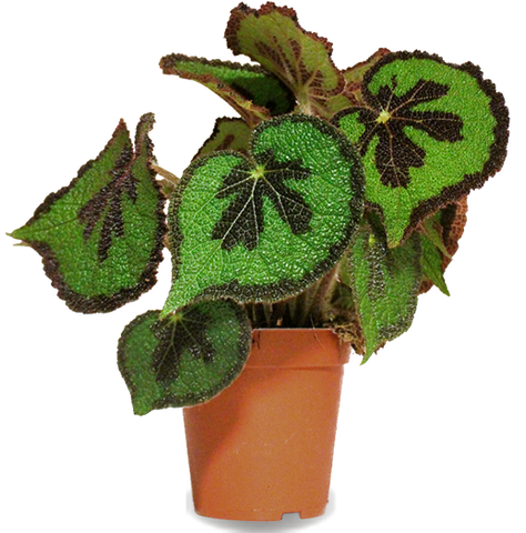 Begonia masoniana IJzeren kruisbegonia kopen Jack Plantsome