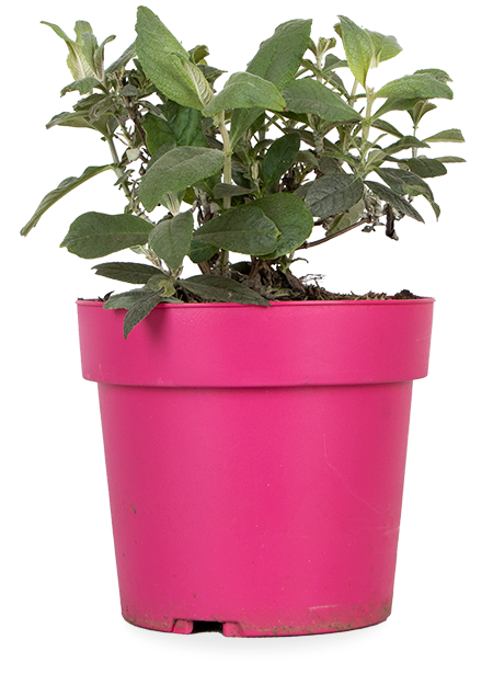 Vlinderstruik (S) (Buddleja davidii "little ruby")