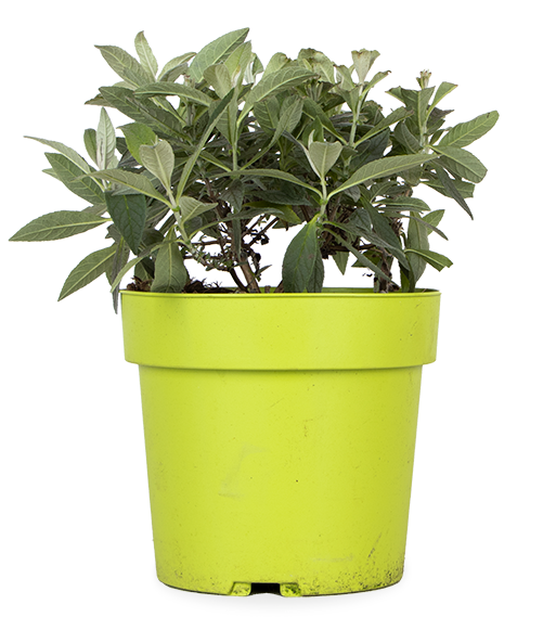 Vlinderstruik (S) Buddleja davidii "little white")