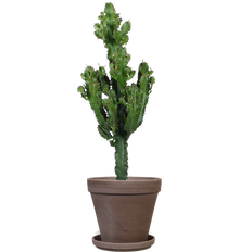 Euphorbia erytrea (Cowboycactus) (M)