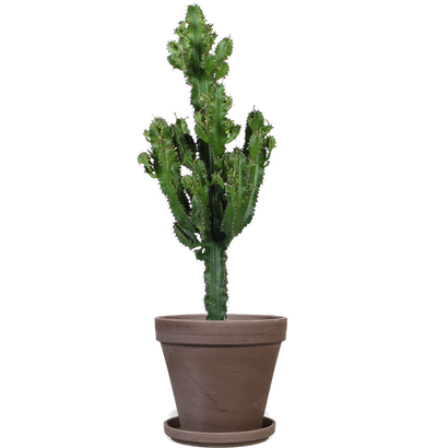 Euphorbia erytrea (Cowboycactus) (M)