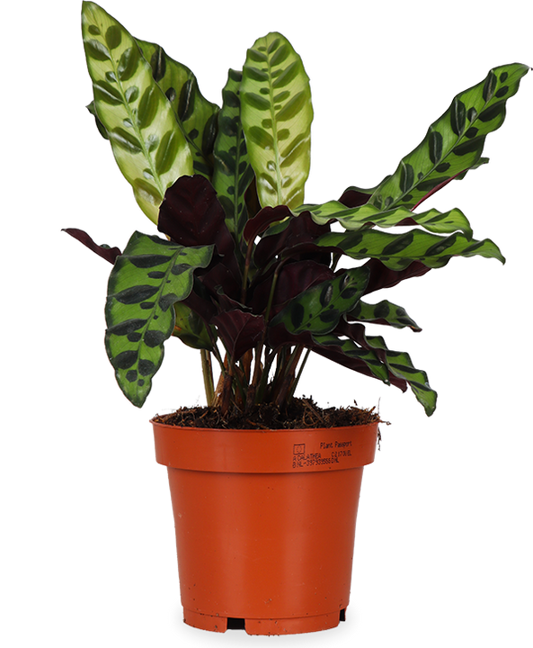 Calathea Insignis / Lancifolia (S)