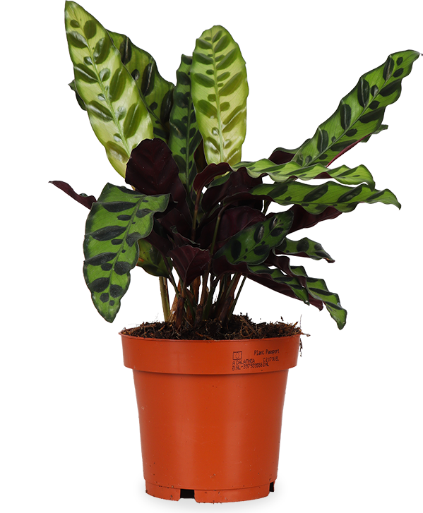 Calathea Insignis / Lancifolia (S)