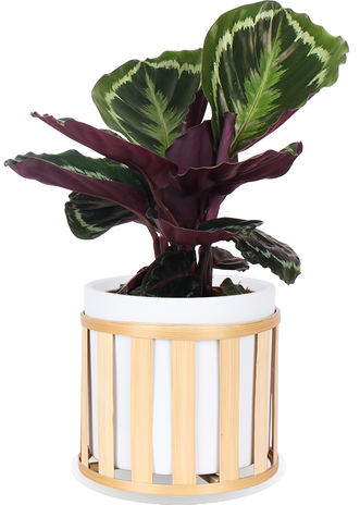 Calathea medallion (Pauwenplant) (S)