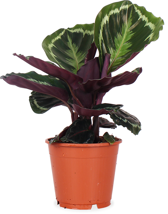 Calathea medallion (Pauwenplant) (S)