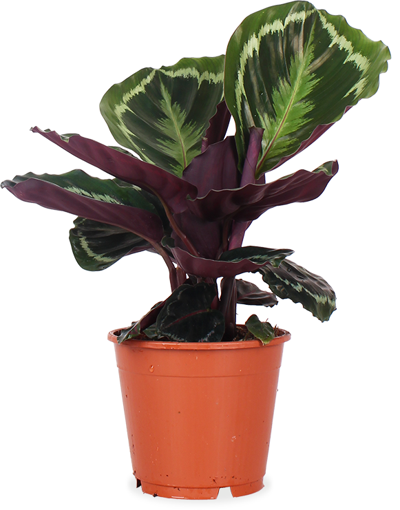 Calathea medallion (Pauwenplant) (S)