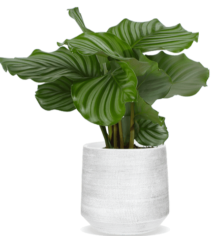 Calathea orbifolia (Pauwenplant) (S)