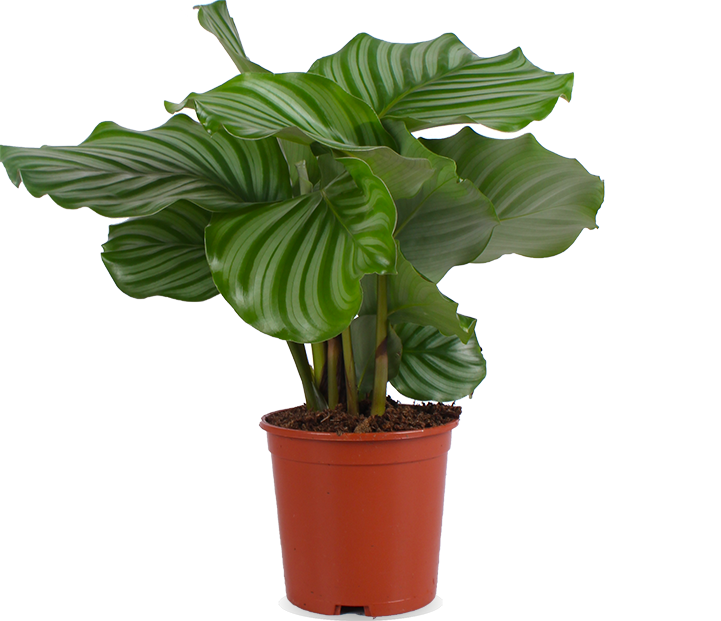 Calathea orbifolia (Pauwenplant) (S)