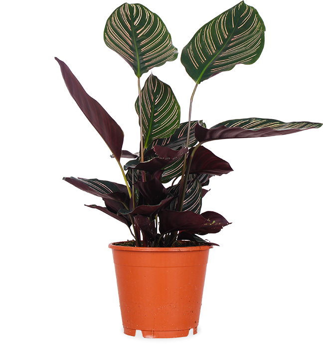 Calathea ornata (Pauwenplant) (M)