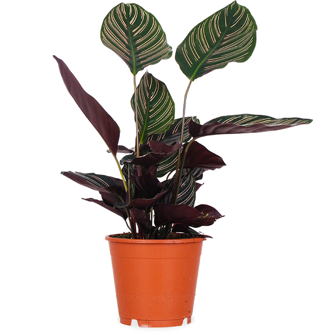 Calathea ornata (Pauwenplant) (M)