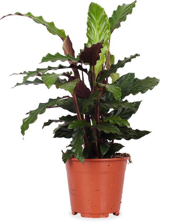 Calathea rufibarba (Pauwenplant) (M)