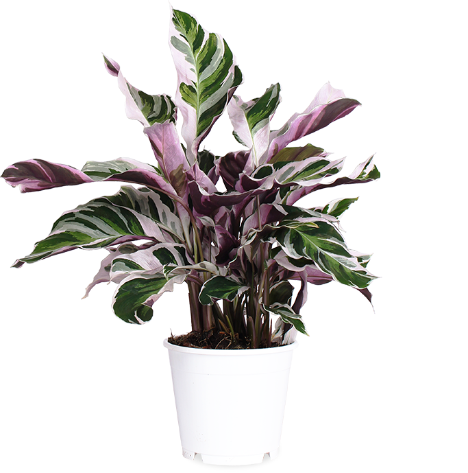 Calathea fusion white (Pauwenplant) (S)