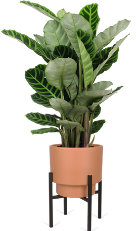 Calathea zebrina (Pauwenplant) (M)